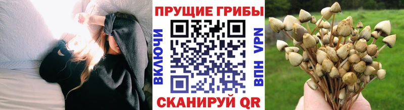 Галлюциногенные грибы Cubensis  Волосово 